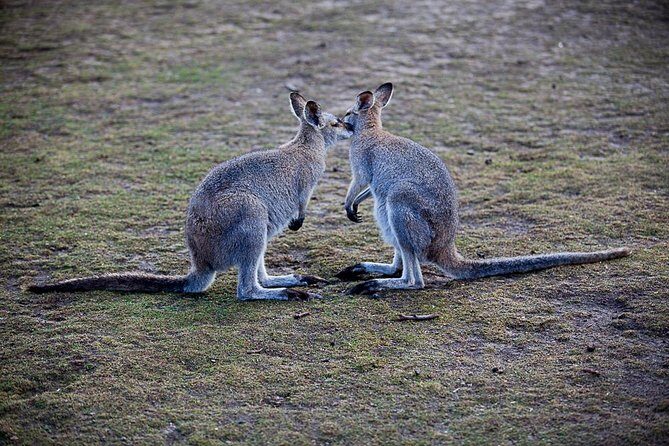 Blue Mountains Wildlife Full-Day Sights and Hiking from Sydney - Authentic Experiences and Insights from Travelers