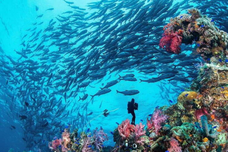 Bohol island: Fun dive local dive - What’s Included and How It Adds to Your Experience