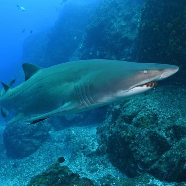 Bondi: Shark Dive at Bushrangers Bay for Certified Divers - Practical Details: What to Know