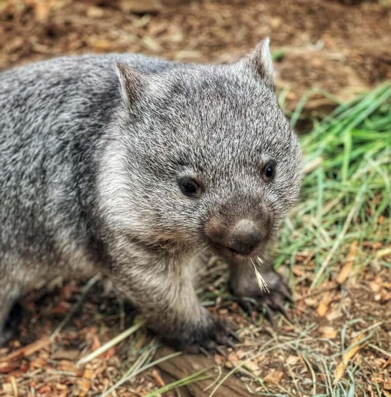 Bonorong Wildlife Sanctuary Half-Day Tour from Hobart - Why This Tour Works Well