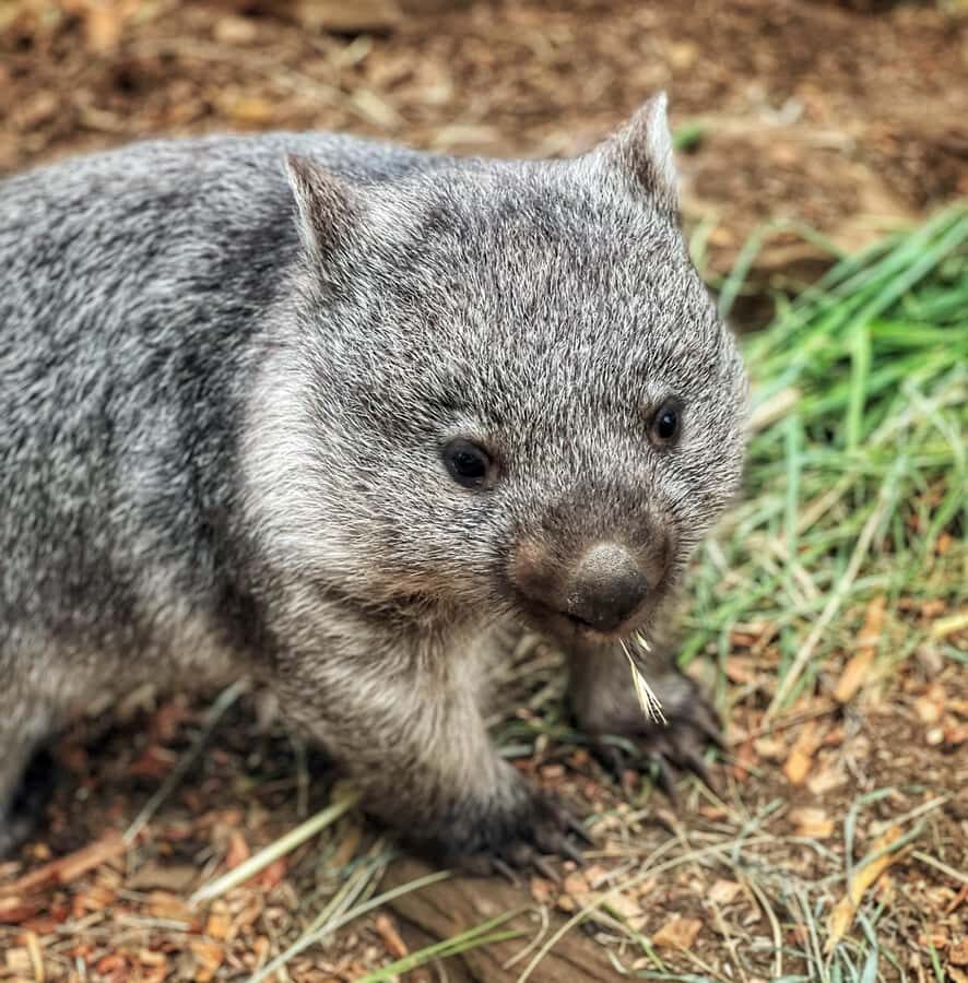 Bonorong Wildlife Sanctuary Half-Day Tour from Hobart - Why This Tour Works Well