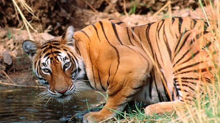 Book Tiger Safari Same Day Tour/Ranthambore Tiger Hub - Who Will Love This Tour?