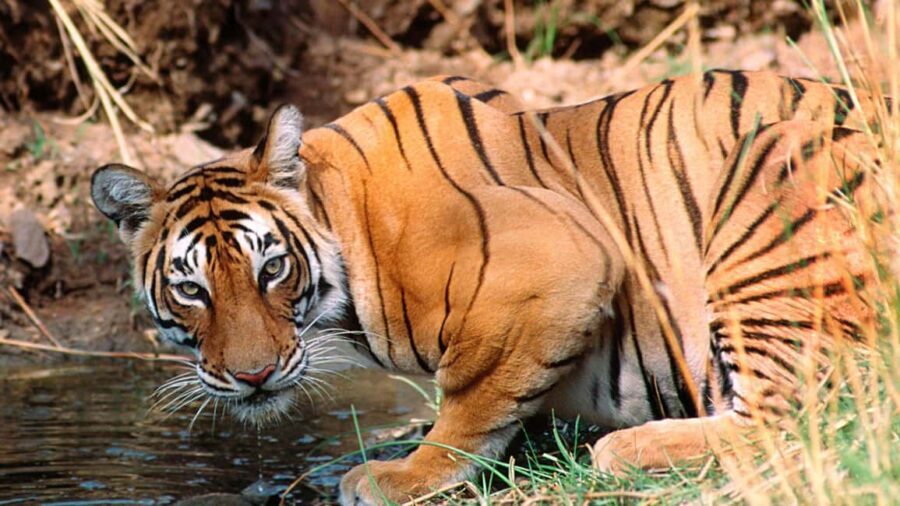 Book Tiger Safari Same Day Tour/Ranthambore Tiger Hub - Who Will Love This Tour?