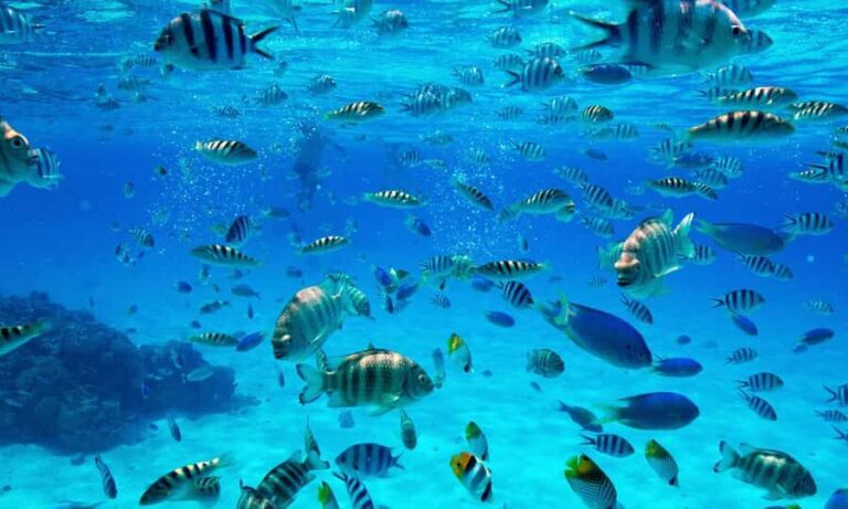 Bora Bora: 1/2 day Coral Discovery tour - Shared tour - What to Expect on the Coral Discovery Tour