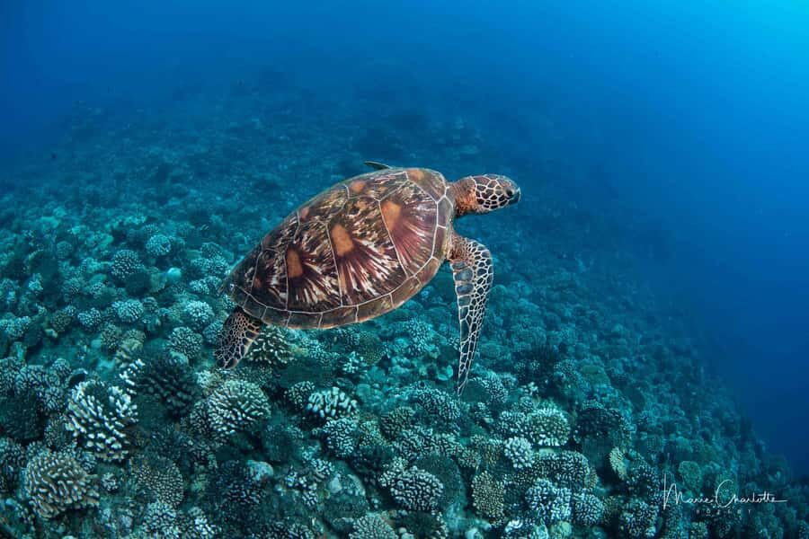 Bora Bora: 1 afternoon dive for certified divers - Why This Tour is Worth Considering