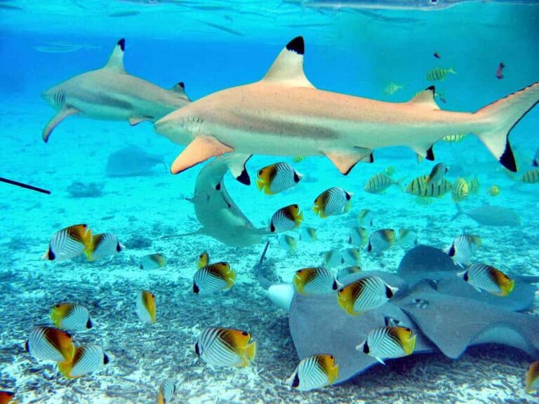 Bora Bora: Eco Shark and Snorkeling Safari - The Itinerary in Detail