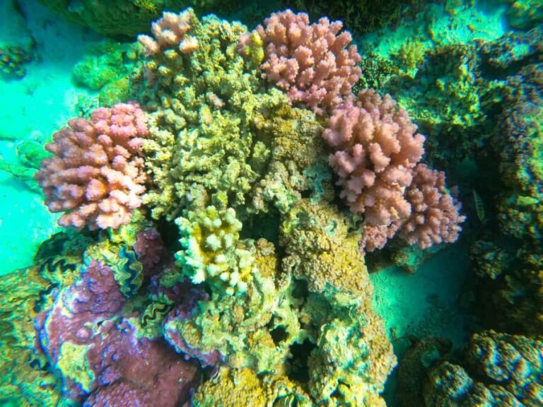Bora Bora: Full day Lagoon Safari & Lunch on a Motu - ST - How This Tour Balances Value and Experience