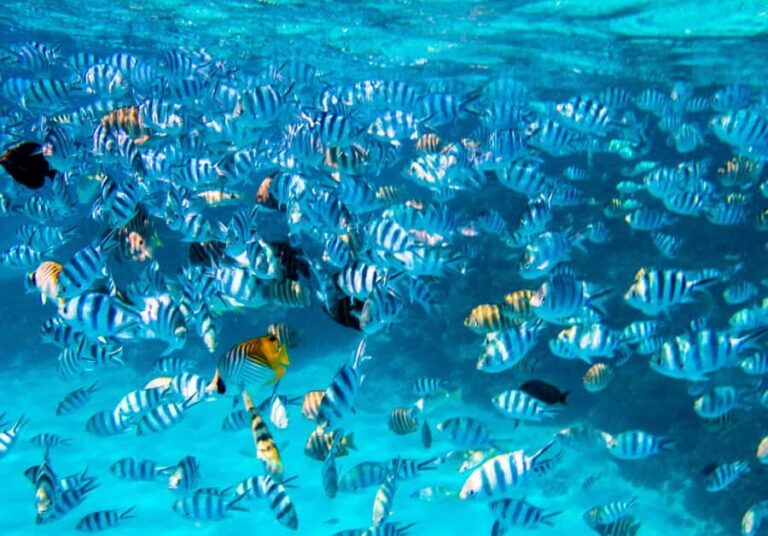 Bora Bora: Full-Day Lagoon Snorkelling Tour - The Sum Up