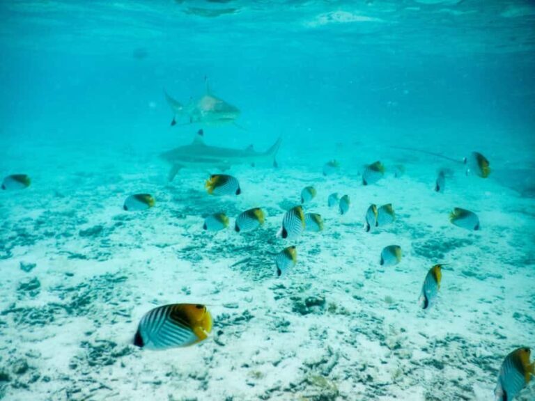 Bora Bora: Half-Day Lagoon Snorkelling Tour - What Travelers Say