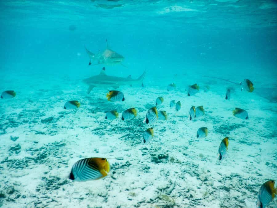 Bora Bora: Half-Day Lagoon Snorkelling Tour - What Travelers Say