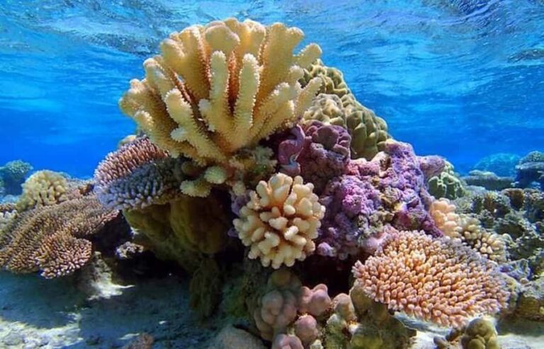 Bora Bora: Lagoon Snorkeling Half-Day Private Boat Tour - Detailed Breakdown of the Experience
