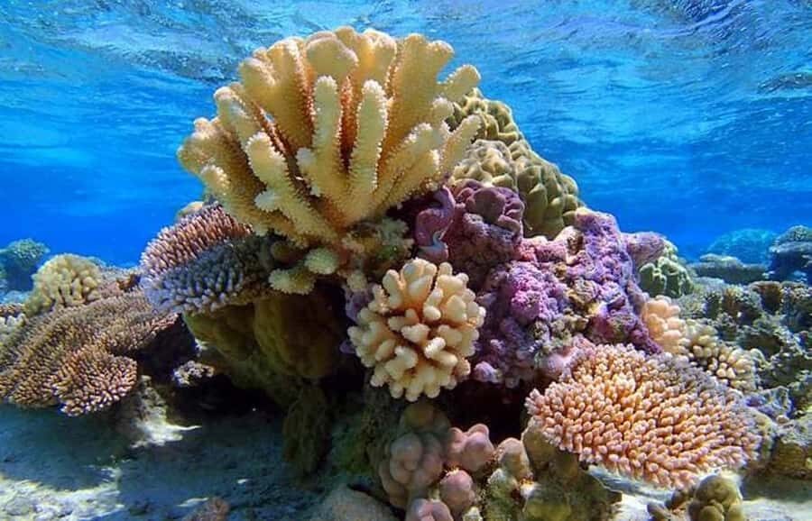 Bora Bora: Lagoon Snorkeling Half-Day Private Boat Tour - Detailed Breakdown of the Experience