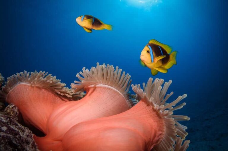 Bora Bora: Romantic Dive for Two People (Beginners) - Practical Considerations and Value
