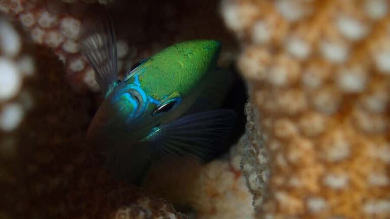 Bora Bora: Small Group Snorkeling Boat Tour with Pickup - Who Will Love This Tour?