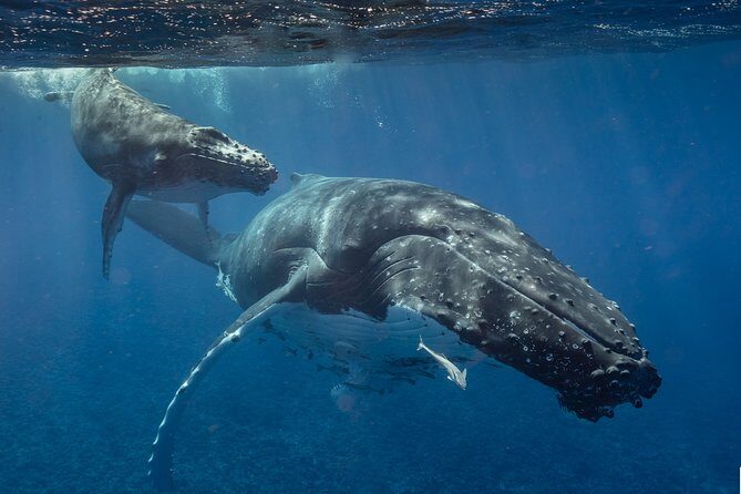 Bora Bora Whale Watching - The Itinerary in Detail