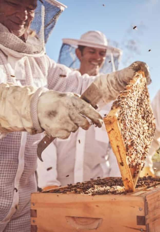 Bowral: Honey Tasting and Hive Opening with Morning Tea - What Makes This Tour Valuable?
