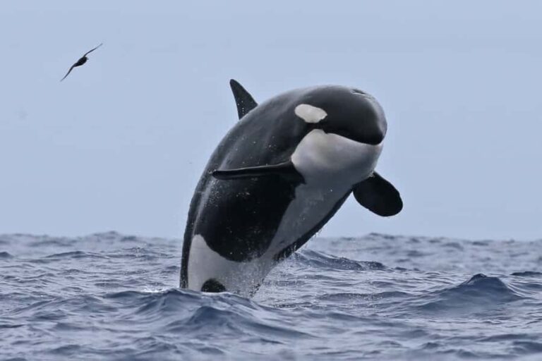 Bremer Bay: Bremer Canyon Killer Whale Expedition - The Value of the Experience