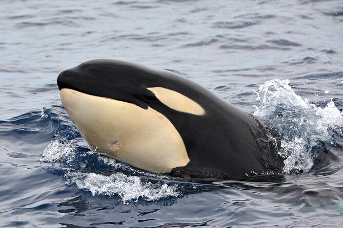 Bremer Bay Orca Experience - Who Should Consider This Tour?