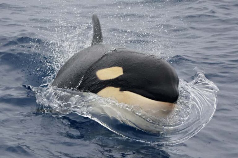Bremer Canyon Orca Experience from Bremer Bay - Who Will Love This Experience?