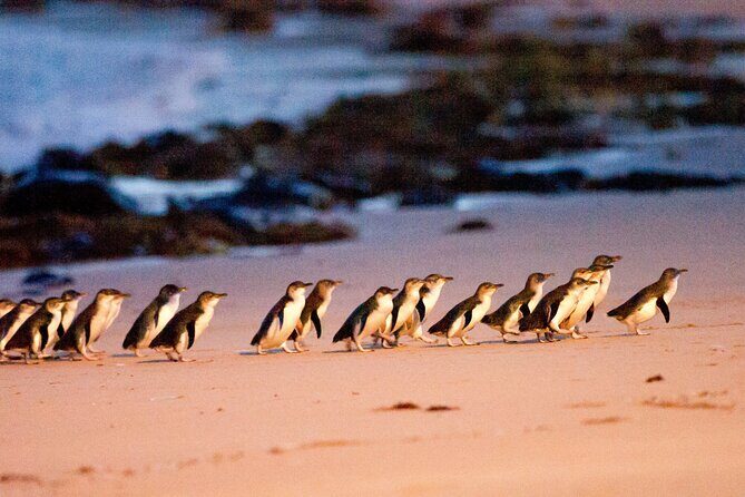 Brighton Bath Boxes & Puffing Billy & Penguin Parade 1-Day Tour - Practical Details and What to Expect