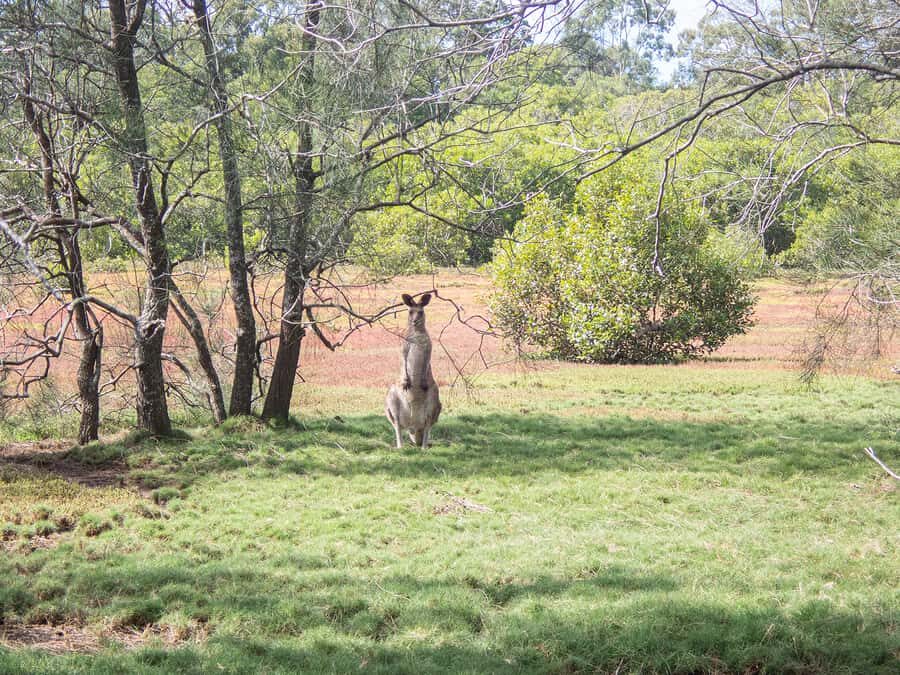 Brisbane: Kangaroos, Birds and Mangroves Coastal Tour - Practical Details and Value