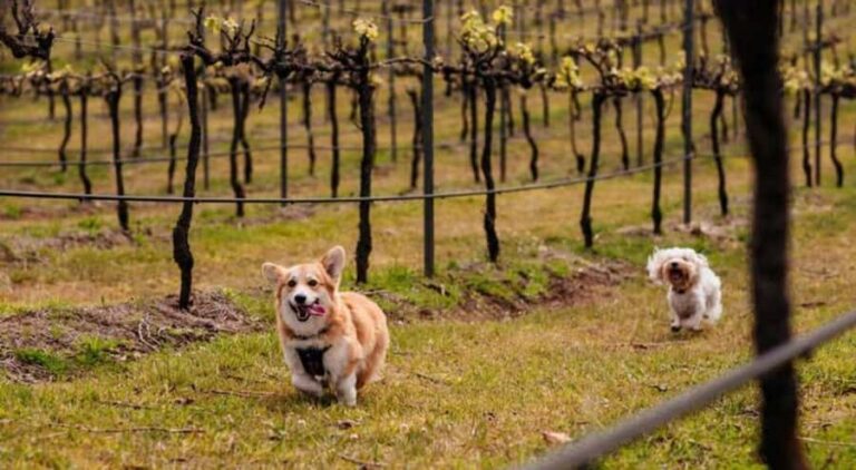 Brisbane: Picnic in the Vines - What You Can Expect at Each Part of the Tour