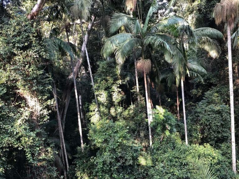 Brisbane: Springbrook and Mt Tamborine Glow Worm and Skywalk - What Makes This Tour Stand Out?