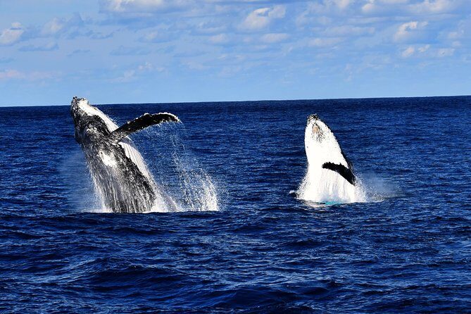 Brisbane Whale Watching Cruise from Redcliffe or Sunshine Coast - Final Thoughts
