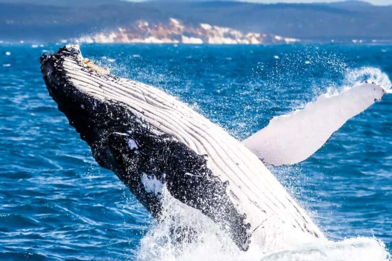 Brisbane: Whale Watching Cruise with Lunch - Who Will Love This Tour?
