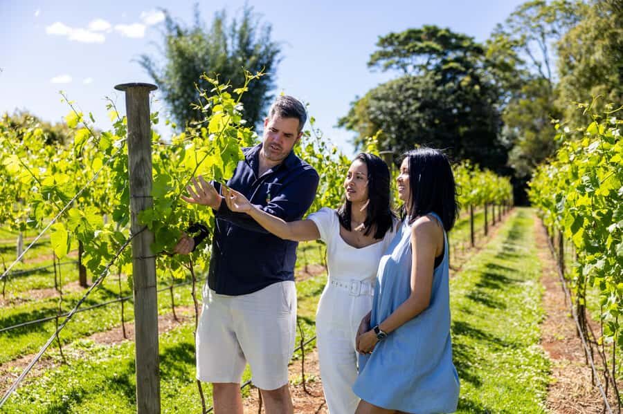 Brisbane: Wine Tasting - Hop on Hop off Tour to Mt Tamborine - Deep Dive into the Itinerary