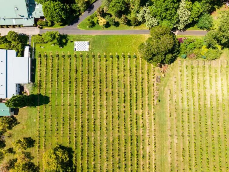 Brisbane: Winery Tour with Tastings and 2-Course Lunch - What We Think Works Well