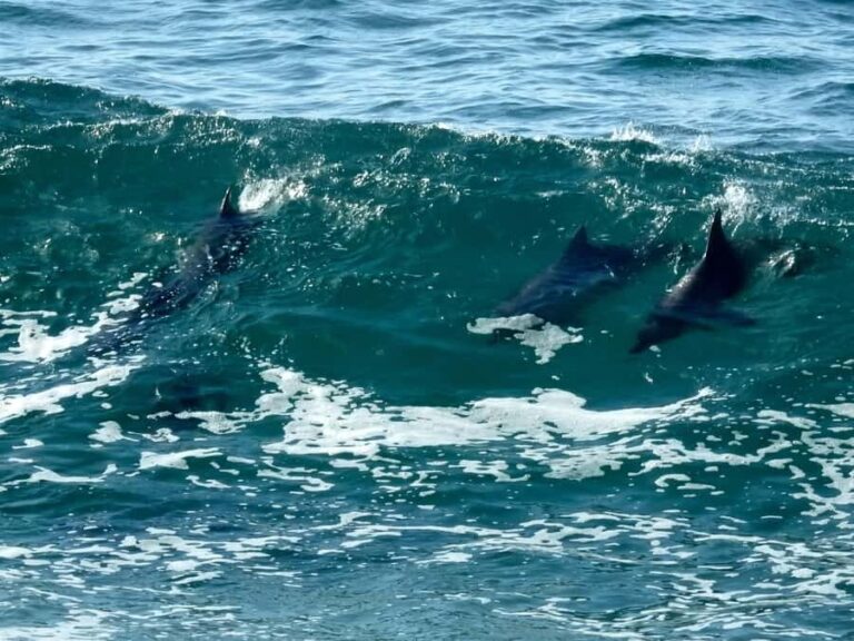 Broken Head: Nature Reserve Guided Eco-Tour with Beach Visit - Value and Pricing