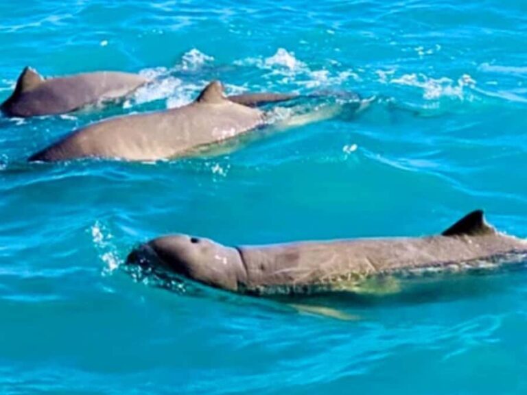 BROOME: Eco Cruise -With Beer, Wine and Gourmet Platters - Practical Details and Value