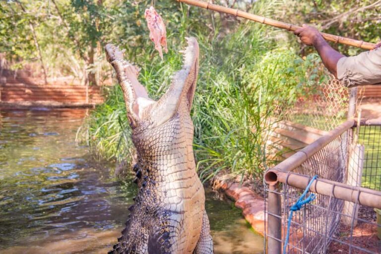 Broome: Matso's Brewery, Museum & Crocodile Park Combo Tour - Why This Tour Works