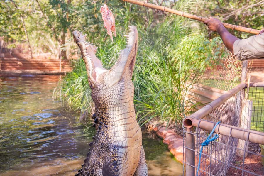 Broome: Matso's Brewery, Museum & Crocodile Park Combo Tour - Why This Tour Works