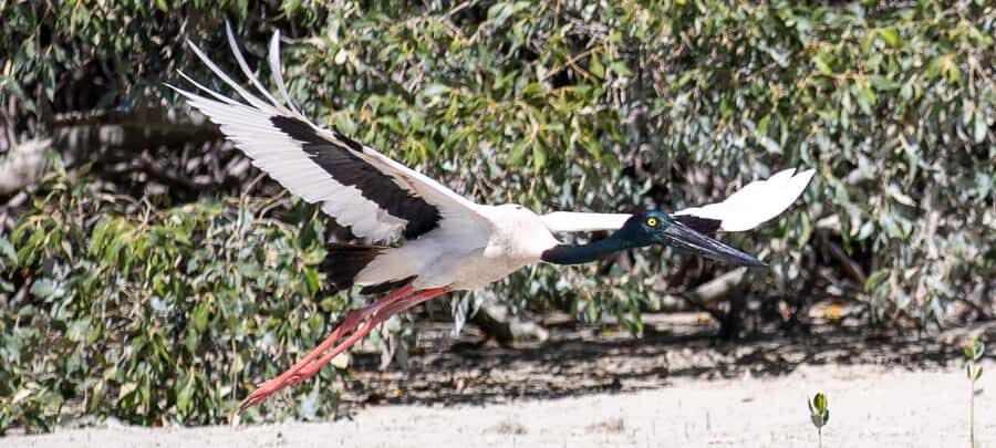 BROOME: SCENIC & PREHISTORIC CRUISE- Wine & Gourmet Platters - How to get the most from this experience