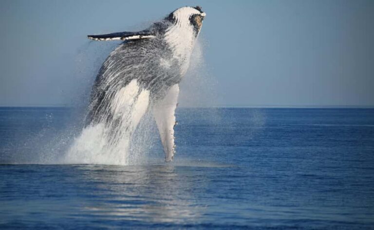 Broome Sunset & Whale Watching Cruise - Who Is This Tour Best For?