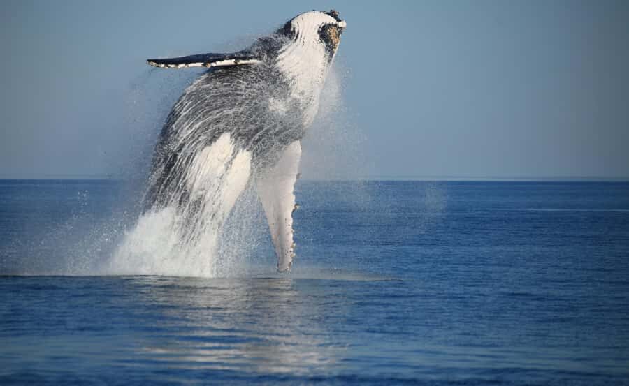 Broome Sunset & Whale Watching Cruise - Who Is This Tour Best For?