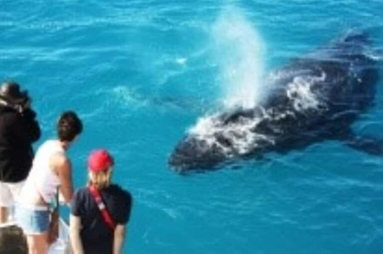 Broome: Whale Watching & Sunset Cruise - The Itinerary Breakdown