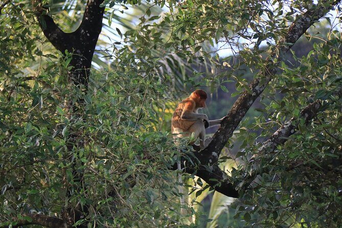Brunei Mangrove River Safari - Why This Tour Could Be a Good Fit