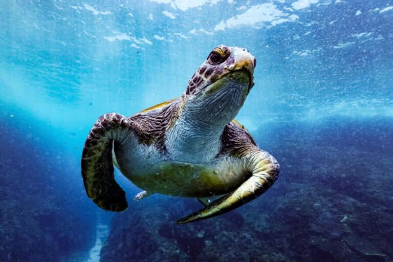 Brunswick Heads: Snorkelling in Byron Bay - The Value of the Experience