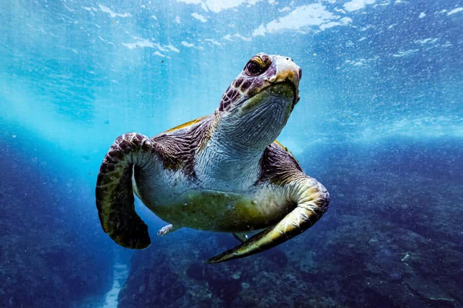 Brunswick Heads: Snorkelling in Byron Bay - The Value of the Experience