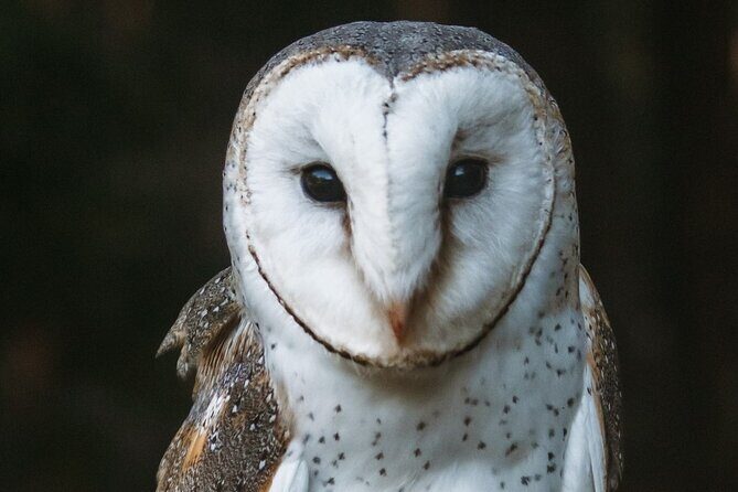 Buderim Forest Flight Owl Encounter and Tour - Meeting Points & Timing