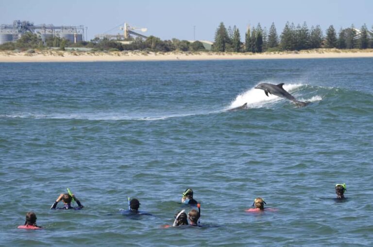 Bunbury: Swim with Dolphins Tour - What Sets This Tour Apart