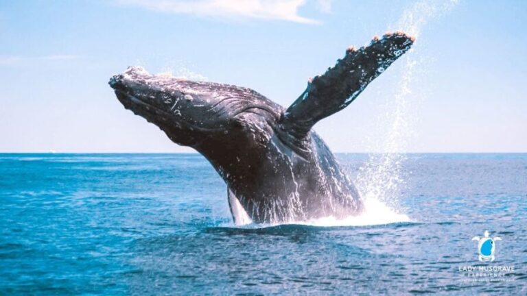 Bundaberg: Whale Watching Sightseeing Cruise with Lunch - The Experience: What You Can Expect