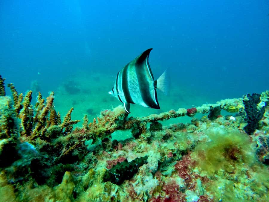 Busselton: 4 Mile Reef Guided Scuba Diving Tour - The Return and Reflection