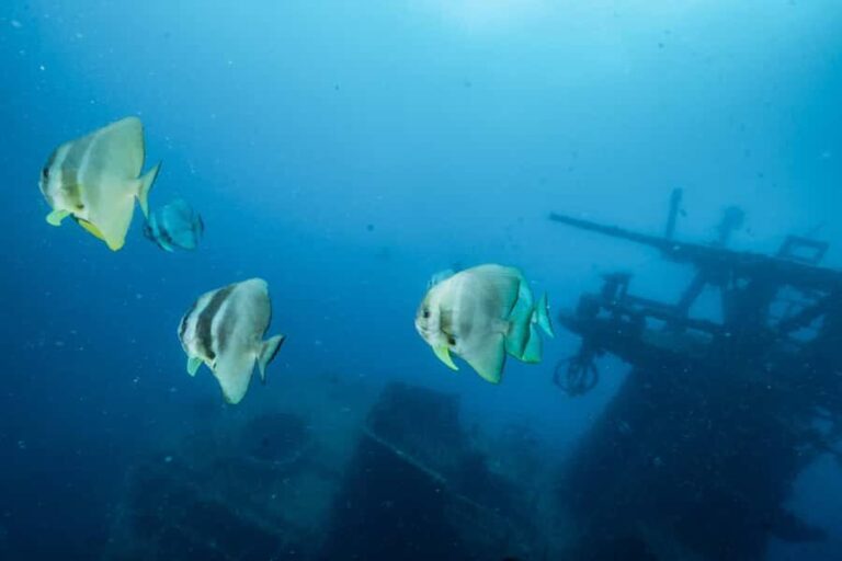 Busselton / Dunsborough : HMAS Swan Wreck Scuba Dive - Why It’s a Great Choice