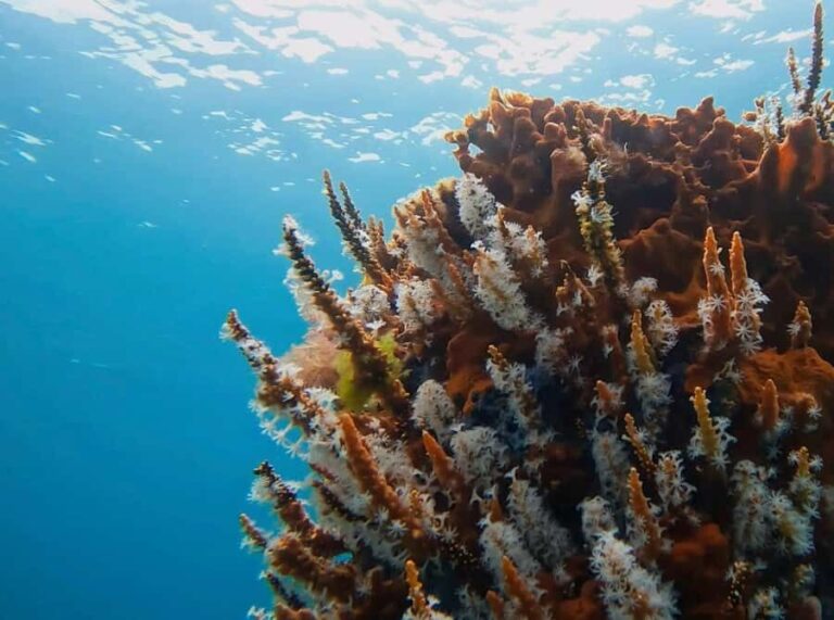 Busselton: Jetty Scuba Dive Tours with Underwater Sculptures - Authentic Feedback from Participants
