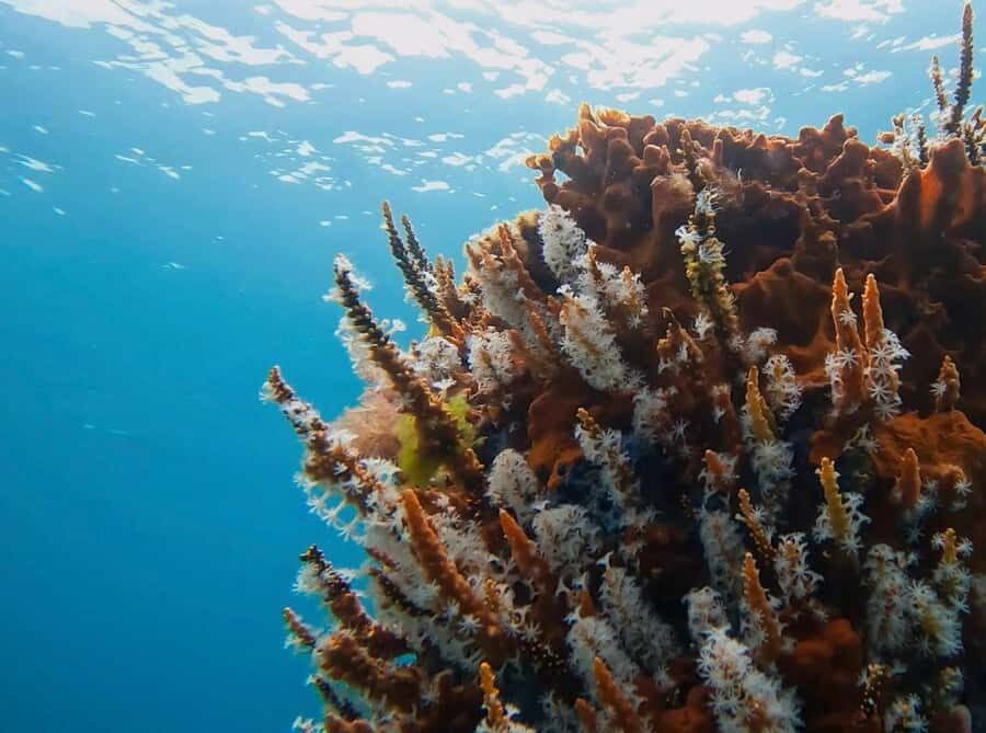 Busselton: Jetty Snorkeling Tour with Underwater Sculptures - Authentic Traveler Reviews