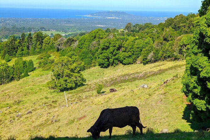 Byron Bay and Bangalow from Gold Coast - Who Will Love This Tour?